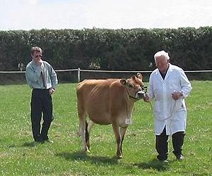 Early Warning System Defend Jersey Cows From Disease