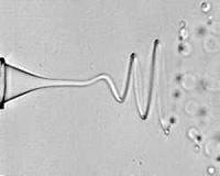 Co-flowing liquids can stabilize chaotic 'whipping' in microfluidic jets