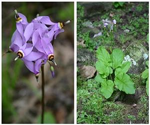 Shootingstars Provide Clues To Likely Response Of Plants To Global Warming