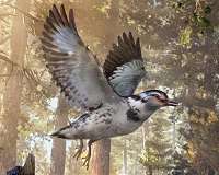 Math models developed by Alan Turing help scientists explain bird behavior
