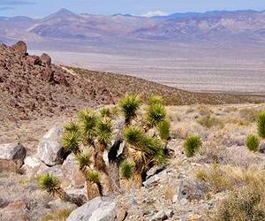 Uncertain Future For Joshua Trees Projected With Climate Change