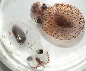 Mid-ocean creatures control light to avoid becoming snacks