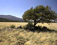 Sinking feeling: Hot year damages carbon uptake by plants
