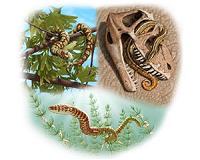 Snakes had legs, cheek bones 100 million years ago