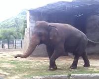 Pakistan to relocate lonely elephant to Cambodia sanctuary