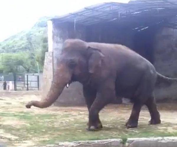 Lonely no more: Kaavan the elephant makes new friend