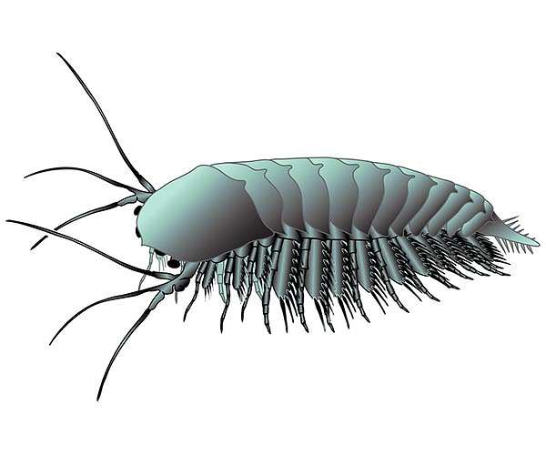 New fossils show what the ancestral brains of arthropods looked like