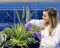 New study of water-saving plants advances efforts to develop drought-resistant crops