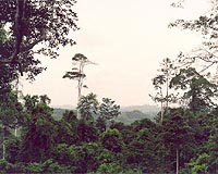 Ghana's grass-roots bid to save country's last forests