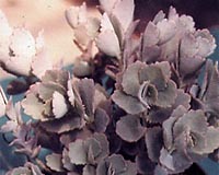 Desert Plant May Hold Key To Surviving Food Shortage