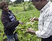 Hidden crop pest threat to poorer nations revealed