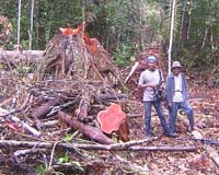 Greenpeace welcomes halt in Indonesia's Kampar deforestation
