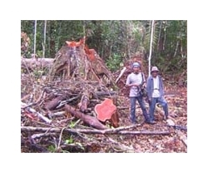 Indonesia president talks tough on forest destroyers