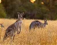 Australia aims to end extinction of native wildlife by 2020