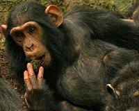 Meat, food processing key to early human evolution