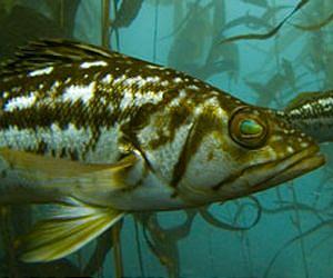 Illusion of Plenty Masking Collapse of Two Key Southern California Fisheries
