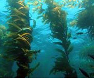 Satellite data helps track environmental influences on giant kelp