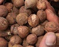 Farmers in Kenya willing, able to ramp up croton nut output for biofuel