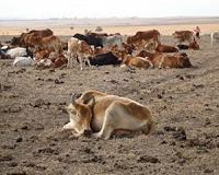 Climate: Farming emissions to rise 30% by 2050