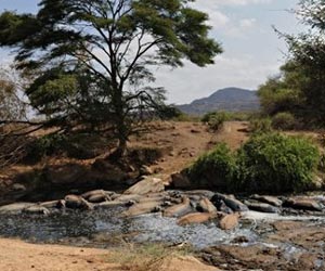 UN food agency offers advice to fend off hippos, baboons