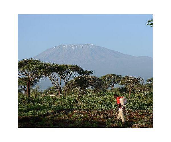 Yellowstone, Kilimanjaro glaciers among those set to vanish by 2050: UNESCO