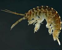 Invasive species in the Great Lakes by 2063