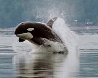 Climate change pushing Orca whales to migrate north