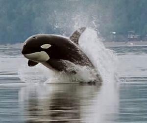 Antarctic killer whales may seek spa-like relief in the tropics