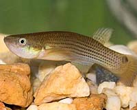 Predators Do More Than Kill Prey