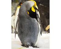Genetic evidence shows penguins have 'bad taste'