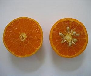 New Citrus Variety Released By Uc Riverside Is Very Sweet, Juicy And Low-Seeded