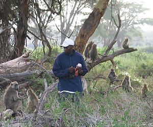 Relationship Between Social Status and Wound-Healing in Wild Baboons
