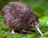 Little kiwi and giant elephant bird were ancient relatives