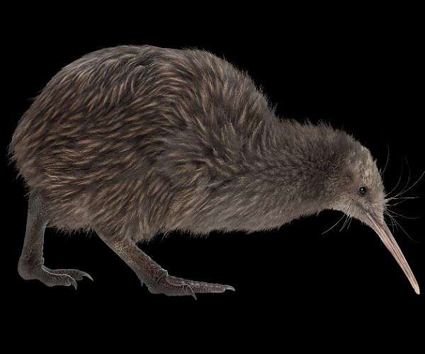 Wellington welcomes first wild-born kiwi chicks in a century