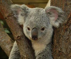 Hanging in there: Koalas have low genetic diversity