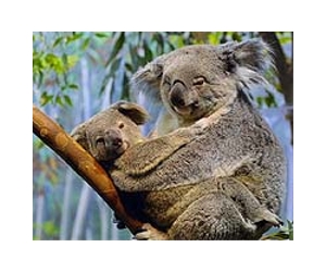 Australia to protect most vulnerable koalas
