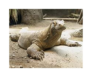 Indonesian Komodo dragon attack leaves two hospitalised