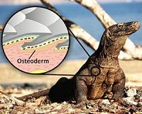 Elaborate Komodo dragon armor defends against other dragons