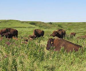 CU-Boulder-led team gets first look at diverse life below rare tallgrass prairies