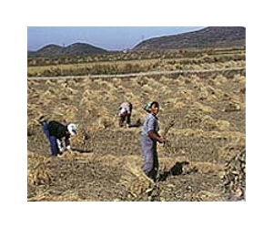 US groups say hunger worsening in N.Korea