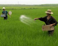 China's approval of GMO rice, corn seen boosting yields