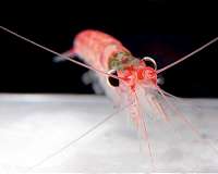 Why do Antarctic krill stocks fluctuate