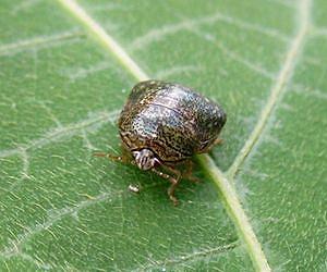 Research Finds Invasive Kudzu Bugs May Pose Greater Threat Than Previously Thought