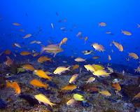 Species at the extremes of the food chain evolve faster, study says