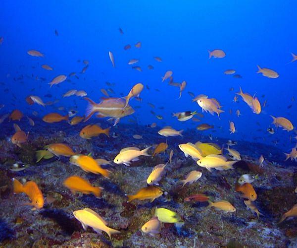 The biggest fish in the sea are females, survey shows