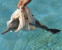 Scientists discover new species of extinct river dolphin