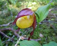 'Rip Van Winkle' plants hide underground for up to 20 years