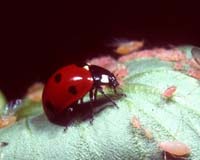 Ladybugs a sign of healthy olive trees