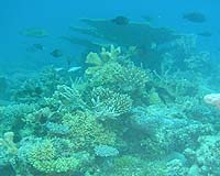Oxygen depletion threatens ocean habitats: study