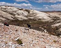 Turn back the molecular clock, say Argentina's plant fossils